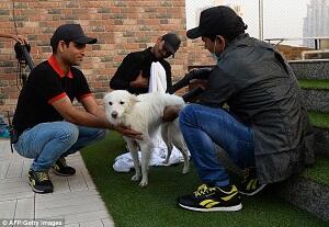 Jangan Sampai Salah Masuk, Ini Hotel Khusus Buat Anjing Gan!