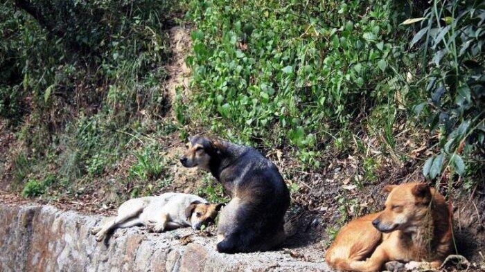 Anjing Liar Bawa Bayi dari Rumah Sakit, Ternyata untuk Dimakan Anak