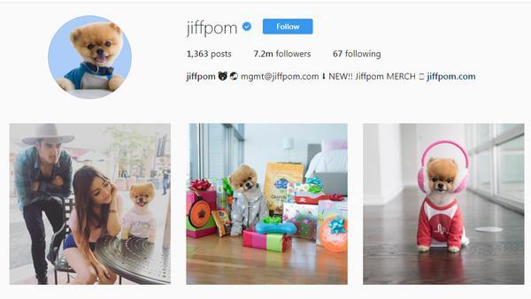 Gemas, Ini 10 Akun Binatang Paling Banyak Follower di Instagram