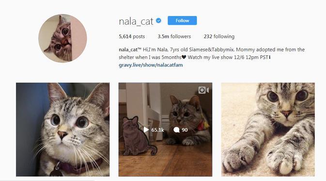 Gemas, Ini 10 Akun Binatang Paling Banyak Follower di Instagram