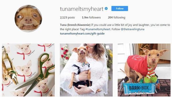 Gemas, Ini 10 Akun Binatang Paling Banyak Follower di Instagram