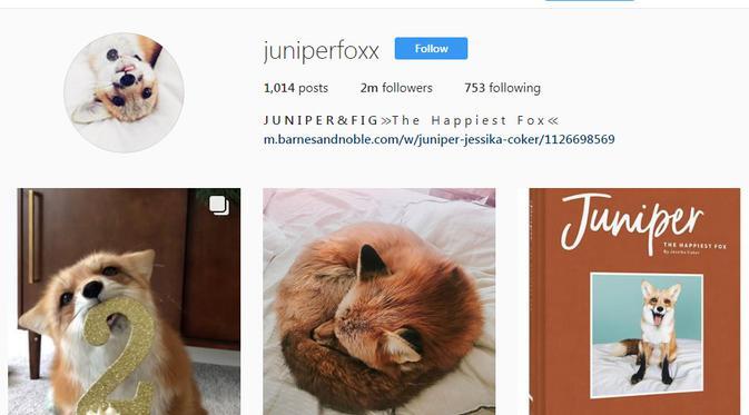 Gemas, Ini 10 Akun Binatang Paling Banyak Follower di Instagram