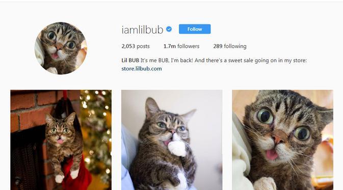 Gemas, Ini 10 Akun Binatang Paling Banyak Follower di Instagram