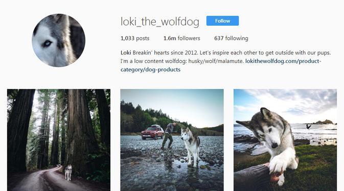 Gemas, Ini 10 Akun Binatang Paling Banyak Follower di Instagram