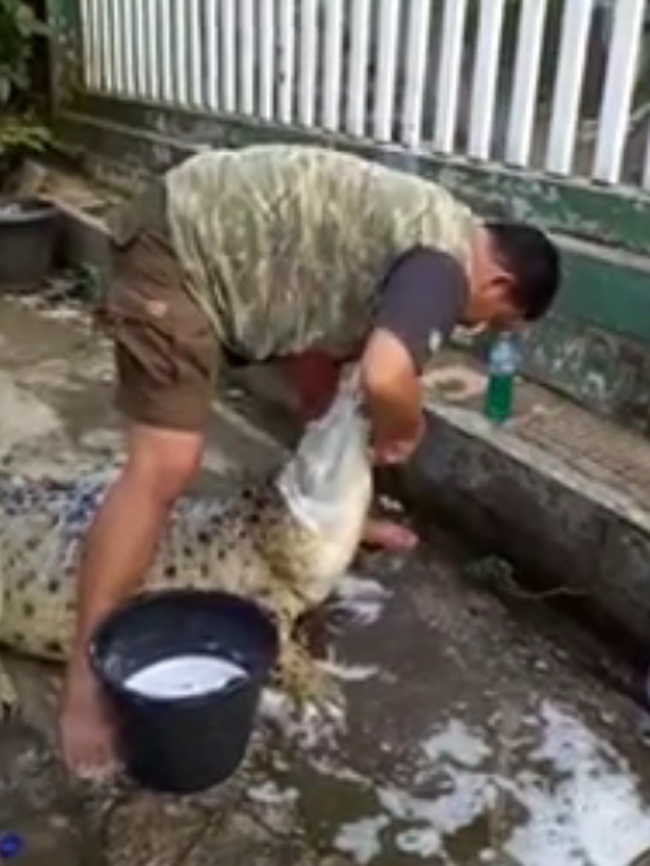 Berani Mandikan Buaya, Pria Asal Bogor Ini Tenar hingga Mancanegara