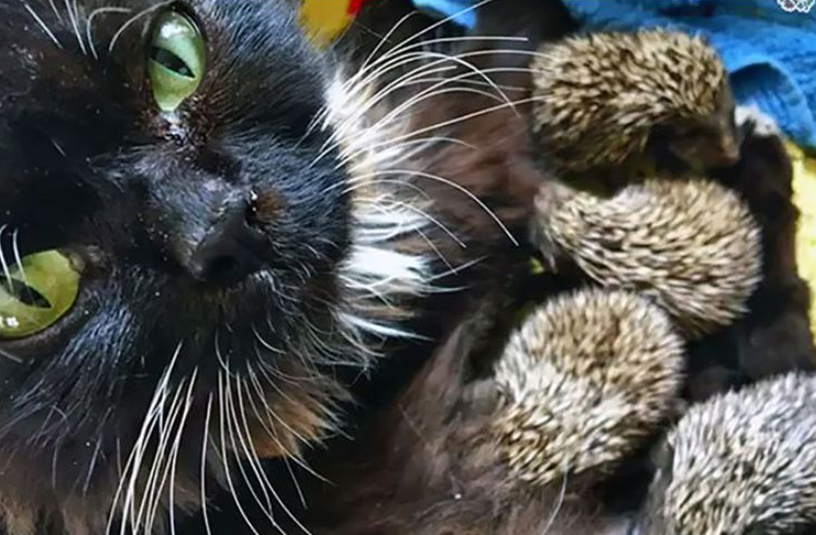 Induknya Mati, 8 Bayi Landak Disusui Seekor Kucing