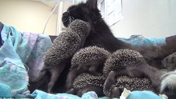 Induknya Mati, 8 Bayi Landak Disusui Seekor Kucing