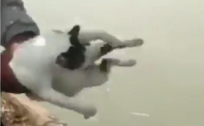 Viral Video ABG Ayun-ayun Kucing Lalu Dilempar ke Sungai