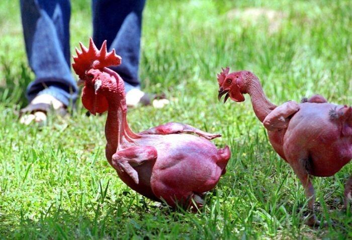 Gokil, Ilmuwan ini berhasil ciptakan ayam tanpa bulu pertama di dunia