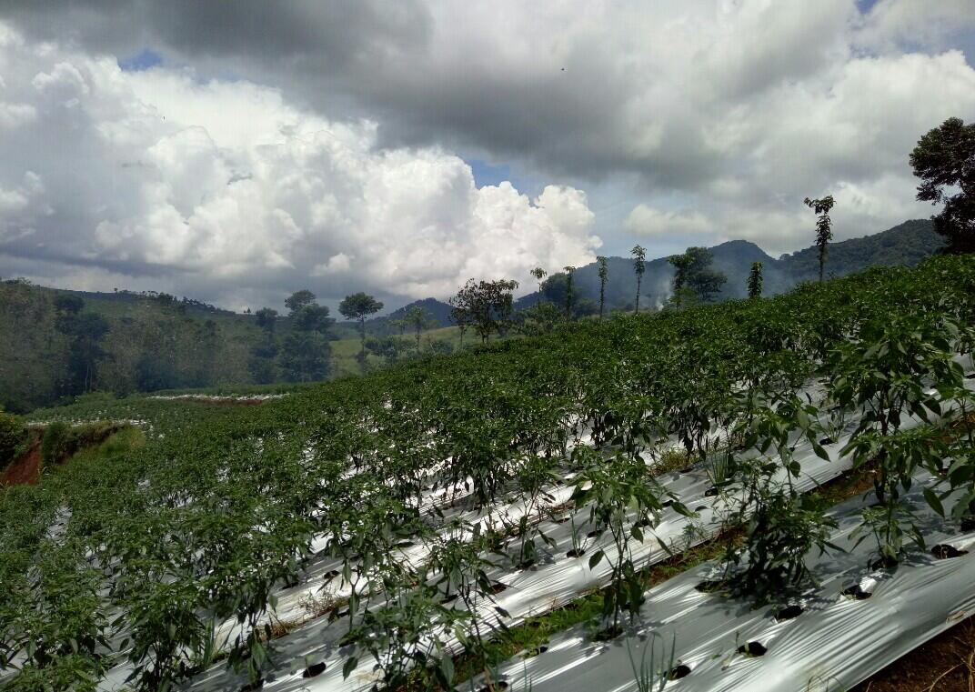 Usaha jual beli sayur fix profit 10%/bulan
