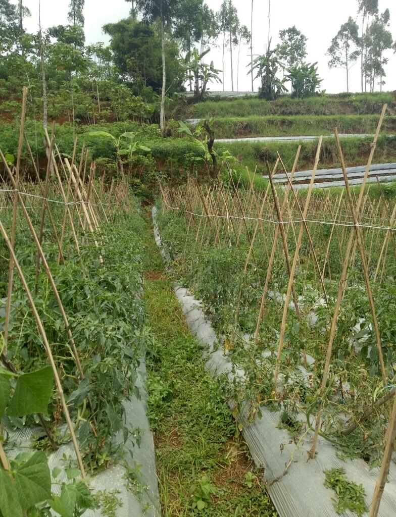 Usaha jual beli sayur fix profit 10%/bulan