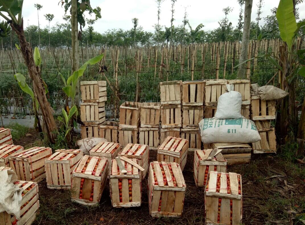 Usaha jual beli sayur fix profit 10%/bulan