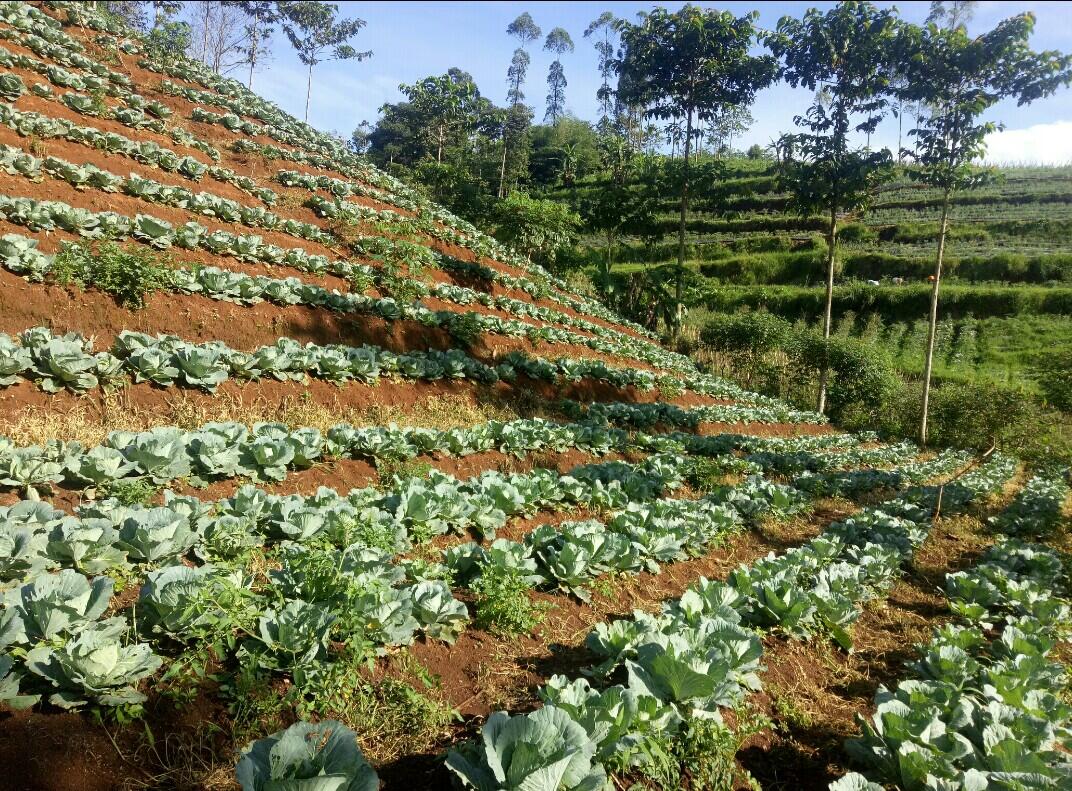Usaha jual beli sayur fix profit 10%/bulan