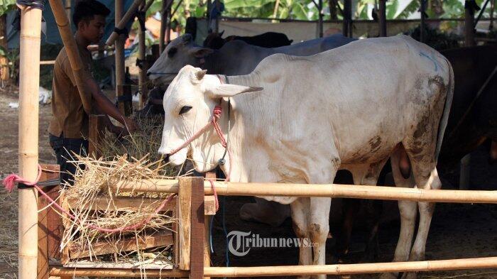 Siswa SD Ini Meracik Narkoba dari Kotoran Sapi, Akibatnya Langsung Seperti Orang Gila