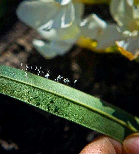 Lebih Harum dari Parfum, Inilah Bunga Surga yang Mekarnya Tiap 3.000 Tahun Sekali