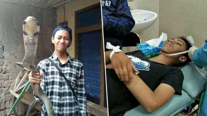 Nyawa Syahril Melayang Gara-gara Dipatuk Kobra yang Dipiaranya Sejak Kecil