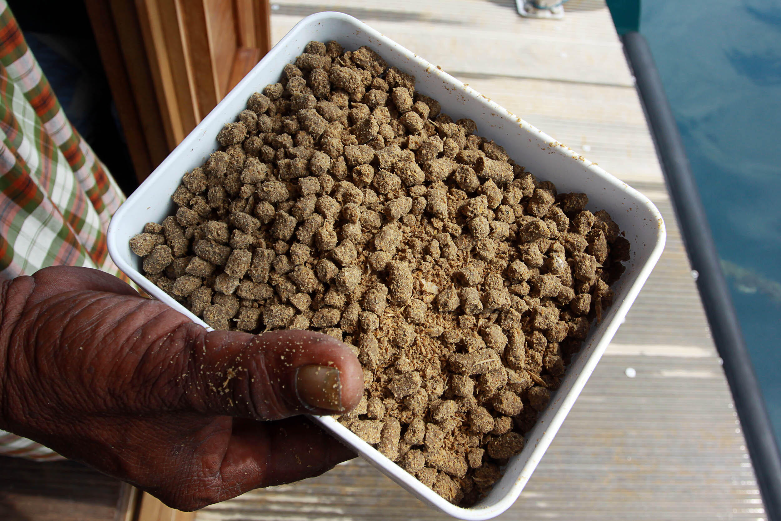 Pelet Ternak dari Gulma Lahan Gambut