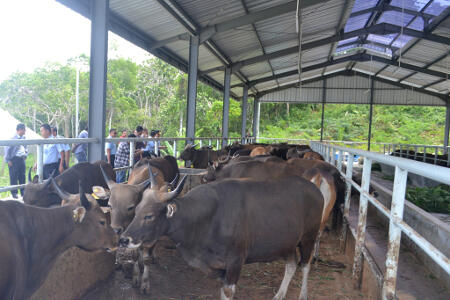 Kementan Fasilitasi Pemerintah Daerah Untuk Program Satu Juta Sapi