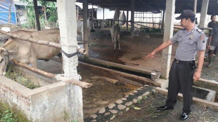 Sapi Metal Seharga Rp 12 Juta Milik Jahidin Raib dari Kandangnya