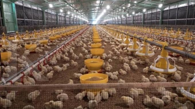 Charoen Bangun Kandang Ayam Sistem Tertutup di Universitas Jenderal Soedirman