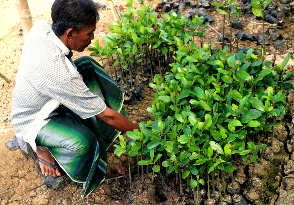 Hutan Mangrove Sebagai Perisai Hijau di Pesisir  KASKUS