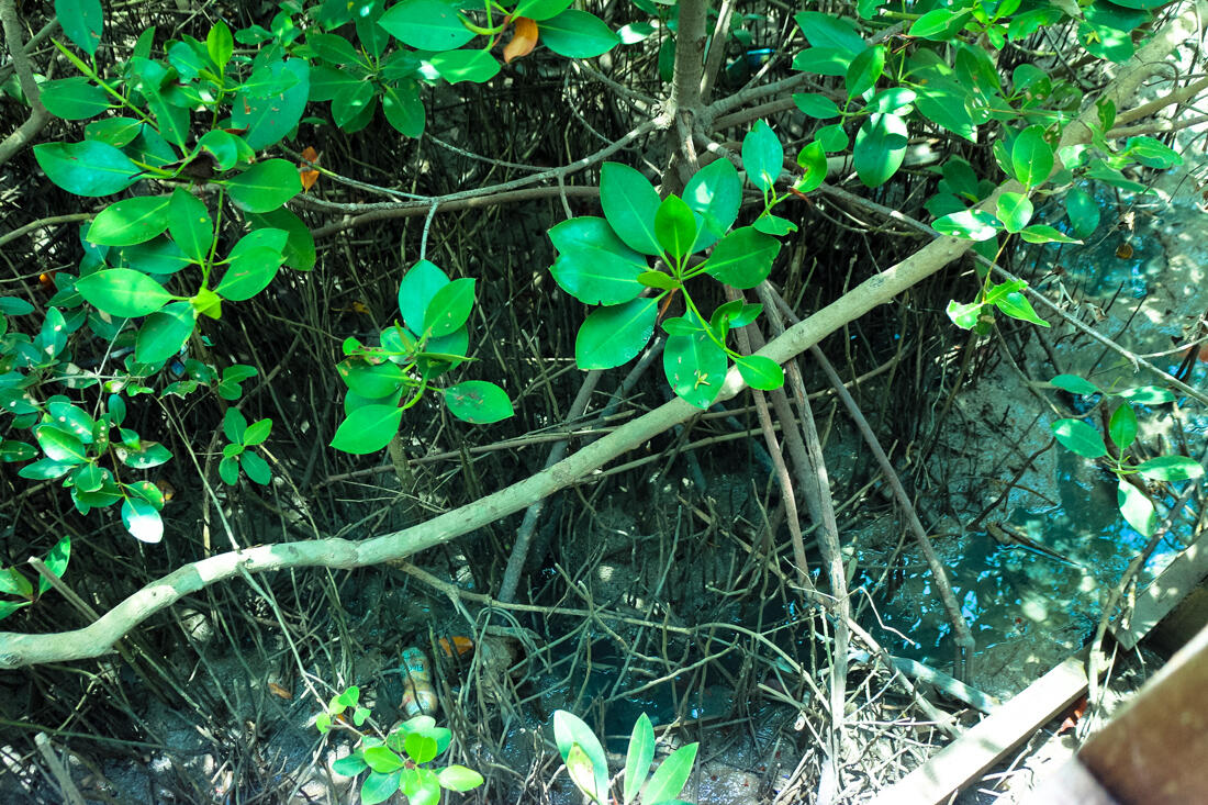 &#91;EVENT LINGKUNGAN&#93; Hutan Mangrove Sebagai Perisai Hijau di Pesisir