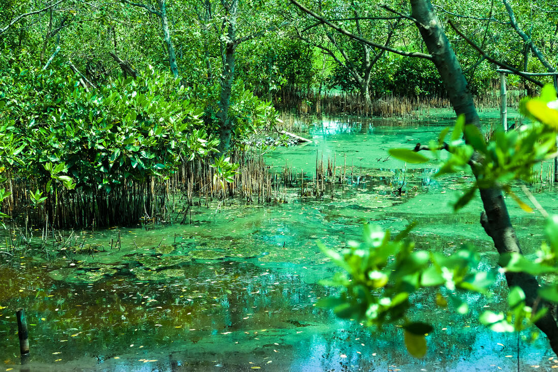 &#91;EVENT LINGKUNGAN&#93; Hutan Mangrove Sebagai Perisai Hijau di Pesisir