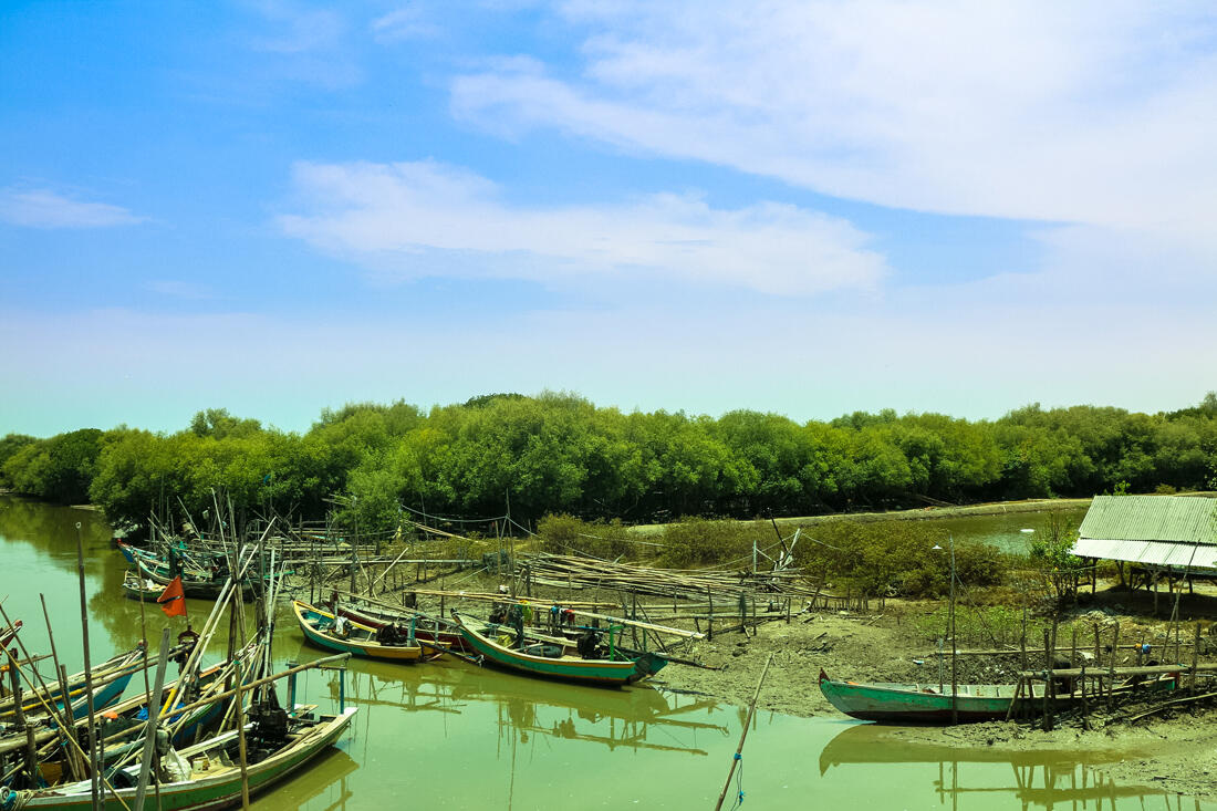 &#91;EVENT LINGKUNGAN&#93; Hutan Mangrove Sebagai Perisai Hijau di Pesisir