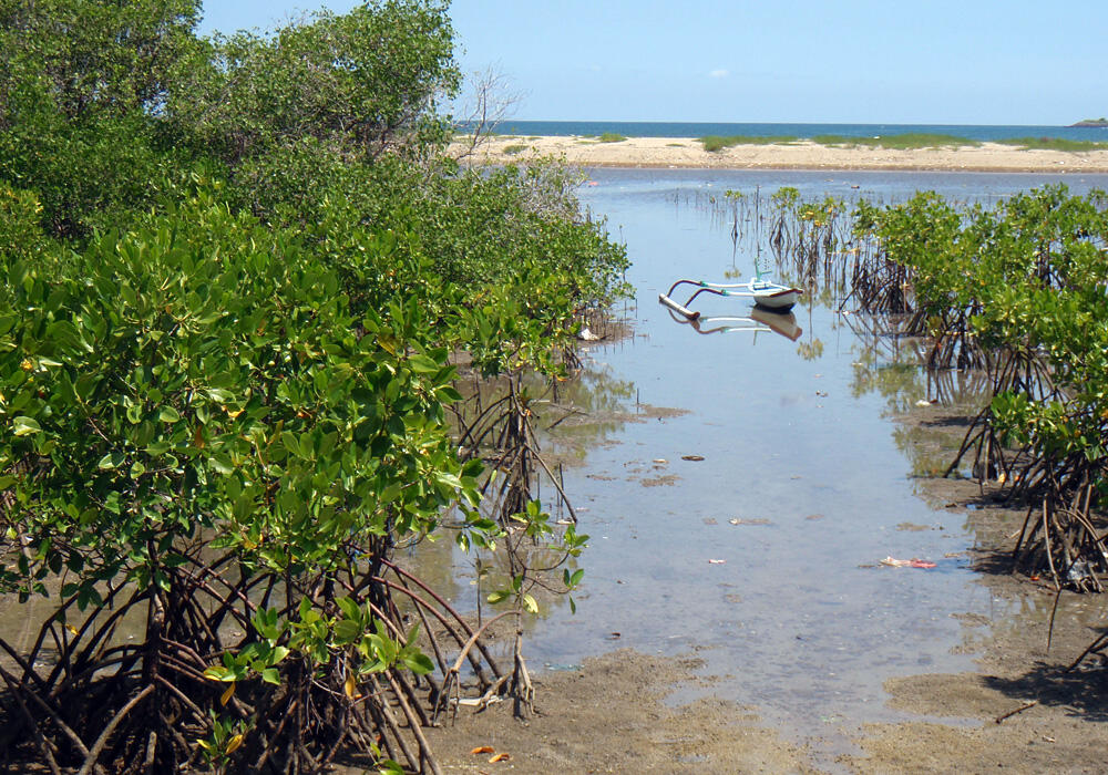 &#91;EVENT LINGKUNGAN&#93; Hutan Mangrove Sebagai Perisai Hijau di Pesisir