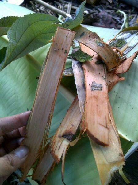 Mengenal Obat-obatan Dayak (Wajib Baca Yang Belum Tau)