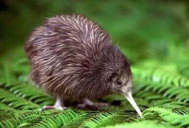 Kiwi, Burung Langka Yang
Mempunyai Banyak Sekali
Keunikan