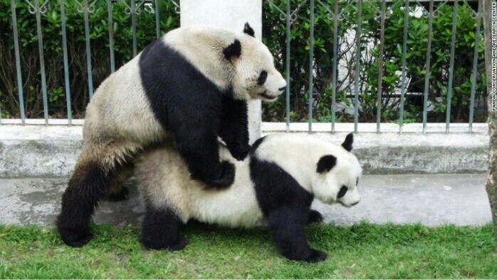 Binatang Yang Diketahui Sebagai Hewan Maniak Sekss (Boleh Juga)