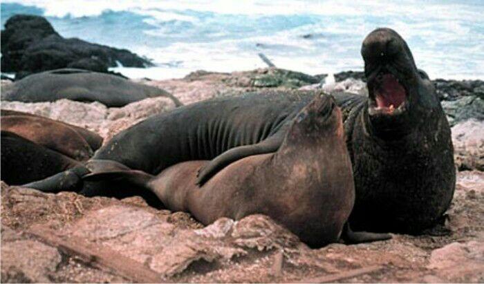 Binatang Yang Diketahui Sebagai Hewan Maniak Sekss (Boleh Juga)