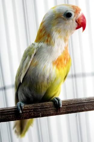 Hobi Memelihara Love Bird Memang Menyenangkan