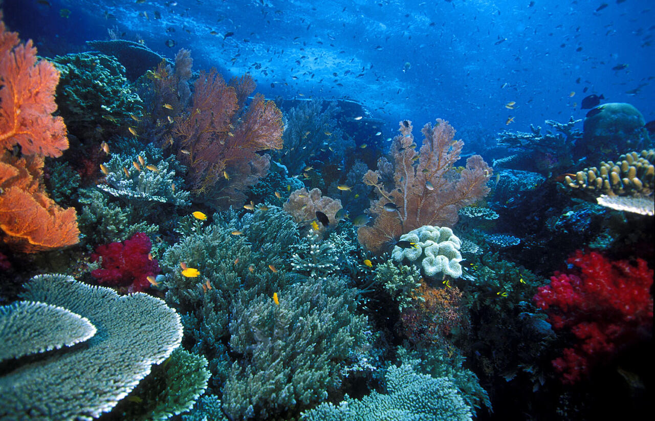 Spot Terajib Ketika Trip Ke Raja Ampat, Bikin Ngiler Gan