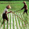 Petani Indonesia vs Petani Luar Negeri, Mana Yang Paling Makmur?