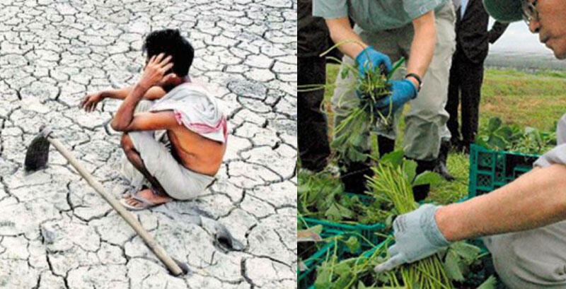 Petani Indonesia vs Petani Luar Negeri, Mana Yang Paling Makmur?