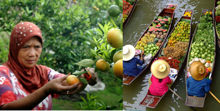 Petani Indonesia vs Petani Luar Negeri, Mana Yang Paling Makmur?