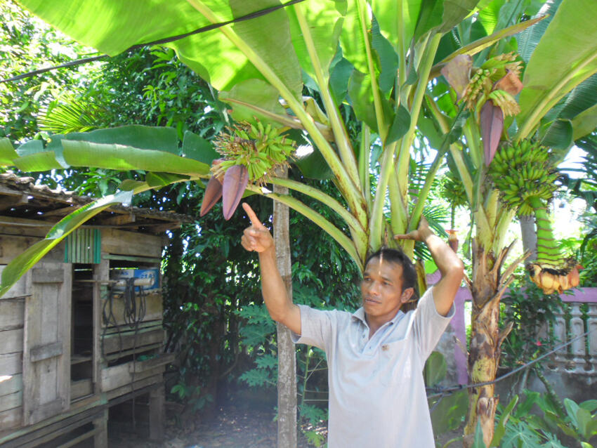 Pohon Pisang Berbuah 3 Tandan