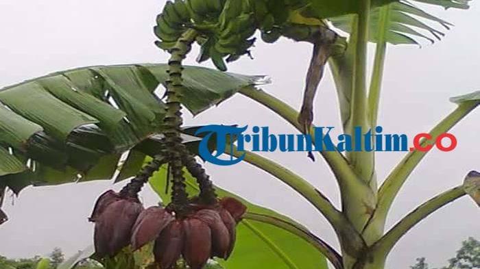Pohon Pisang Berbuah 3 Tandan