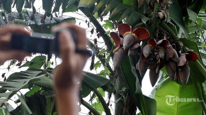 Pohon Pisang Berbuah 3 Tandan