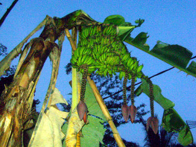 Pohon Pisang Berbuah 3 Tandan