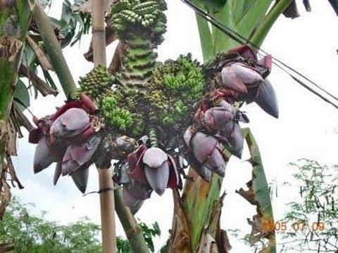 Pohon Pisang Berbuah 3 Tandan