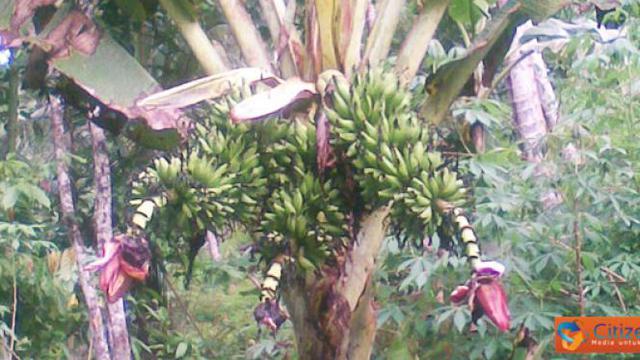 Pohon Pisang Berbuah 3 Tandan