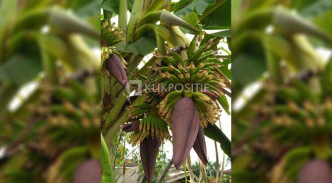 Pohon Pisang Berbuah 3 Tandan