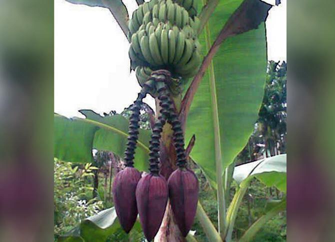 Pohon Pisang Berbuah 3 Tandan