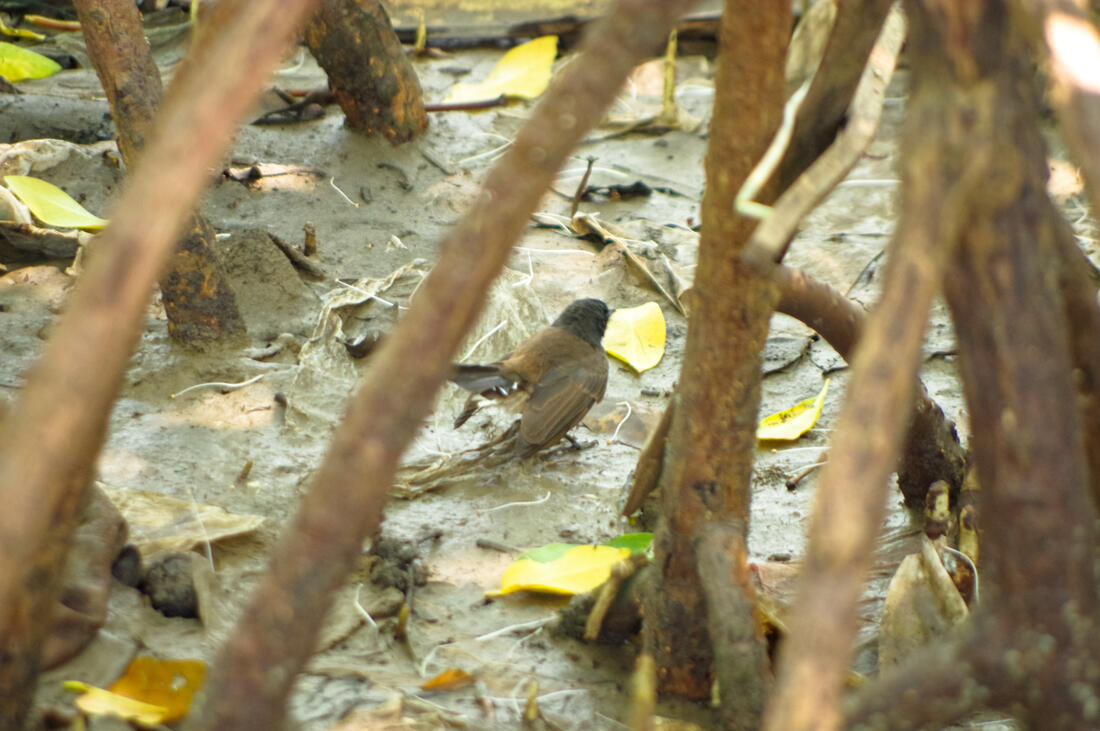 &#91;EVENT LINGKUNGAN&#93; Hutan Mangrove Sebagai Perisai Hijau di Pesisir