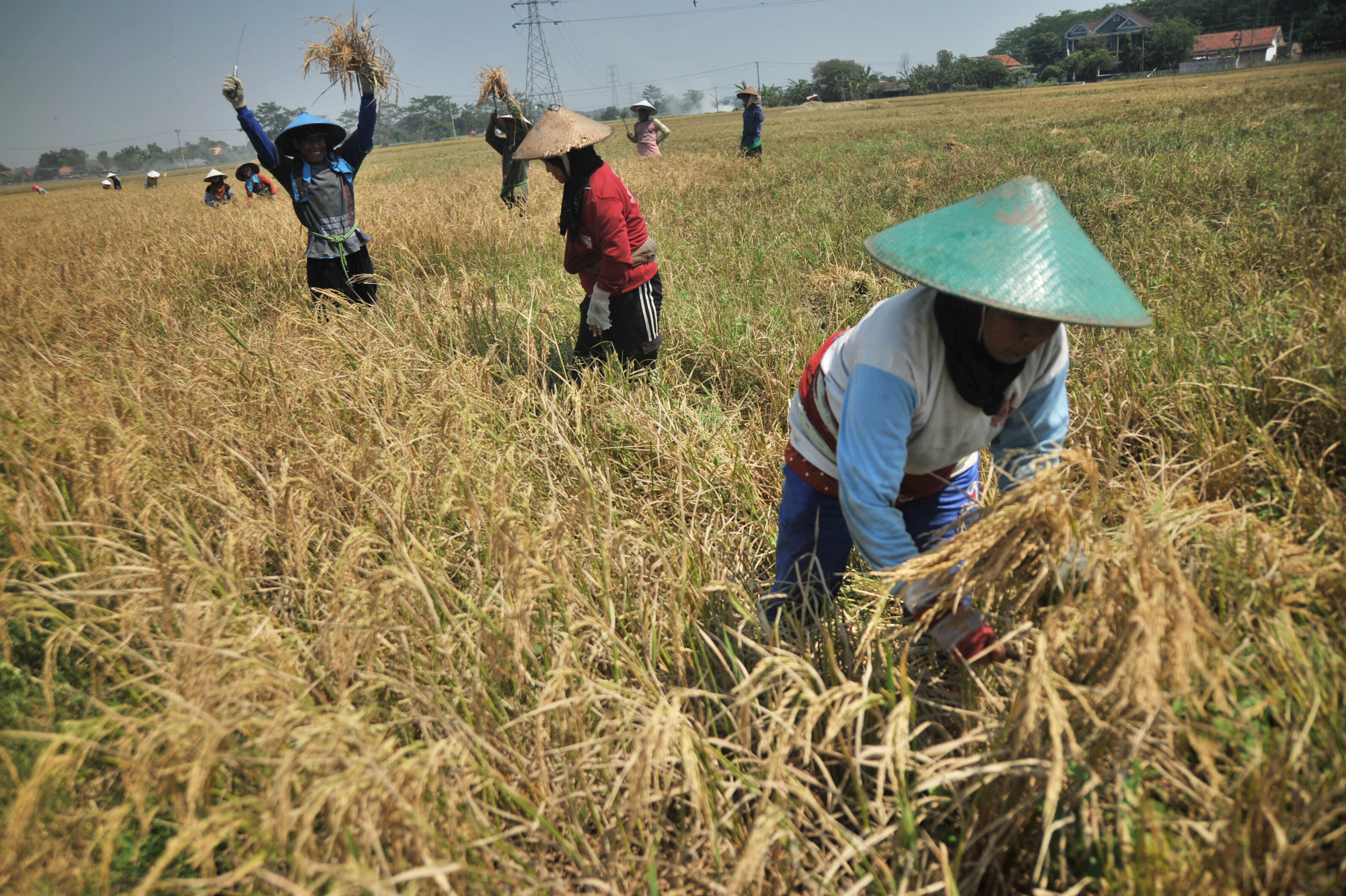 Indonesia Mulai Produksi Beras Khusus