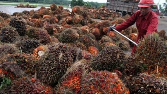 Sektor Perkebunan Menggeliat, Bakrie Sumatra Plantations Bukukan Penjualan Rp 1,1 Tri
