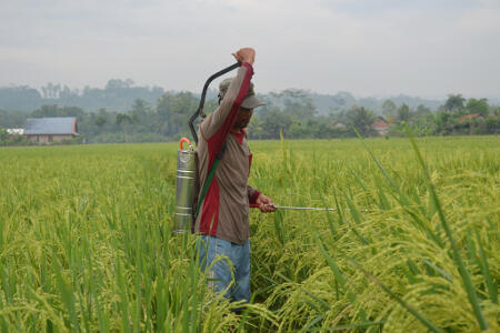 Petani Indramayu Evaluasi Hasil Pengamatan Cuaca